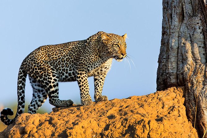 10-day Wildlife Adventure -samburu -nakuru- Maasai Mara- Amboseli
