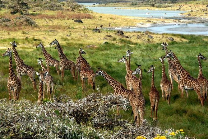 10 Days 8 Nights Tanzania Unforgettable Comfort Camping Safari
