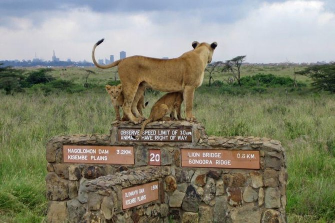 1 Full-day Nairobi National Park, Elephant Orphange,giraffe Centre Guided Tour