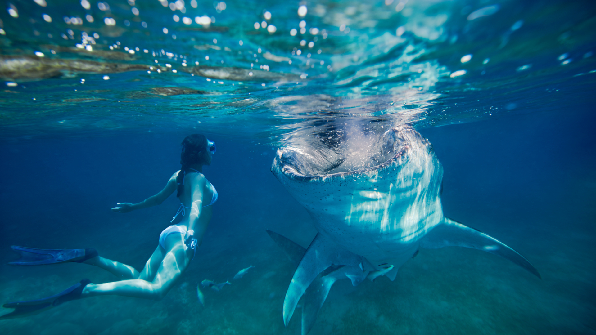 Have Fun Swimming Among Sharks And Sea Lions In La Paz