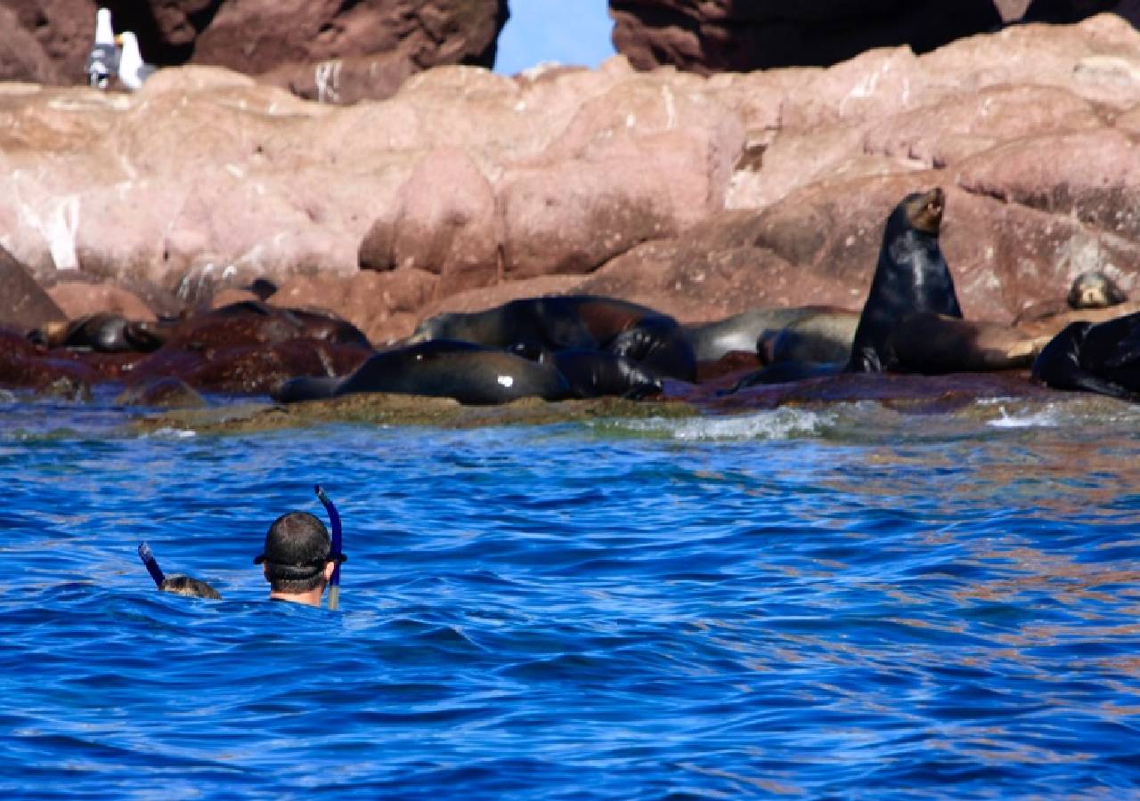 Swim with Whale Sharks - Balandra Bay Beach - Snorkel with Sea Lions. Photo 2