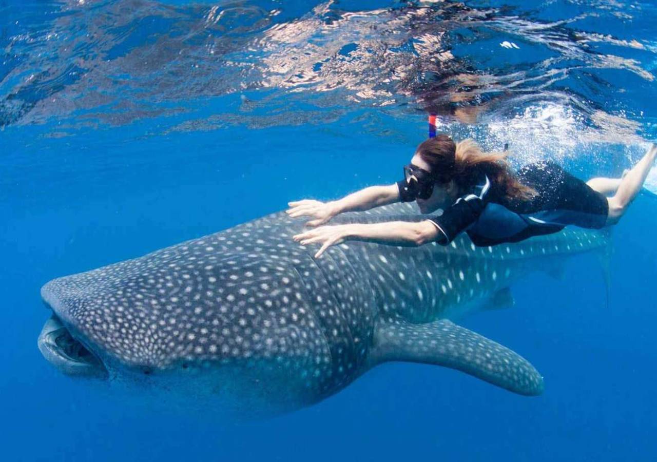 Swim with Whale Sharks - Balandra Bay Beach - Snorkel with Sea Lions. Photo 3