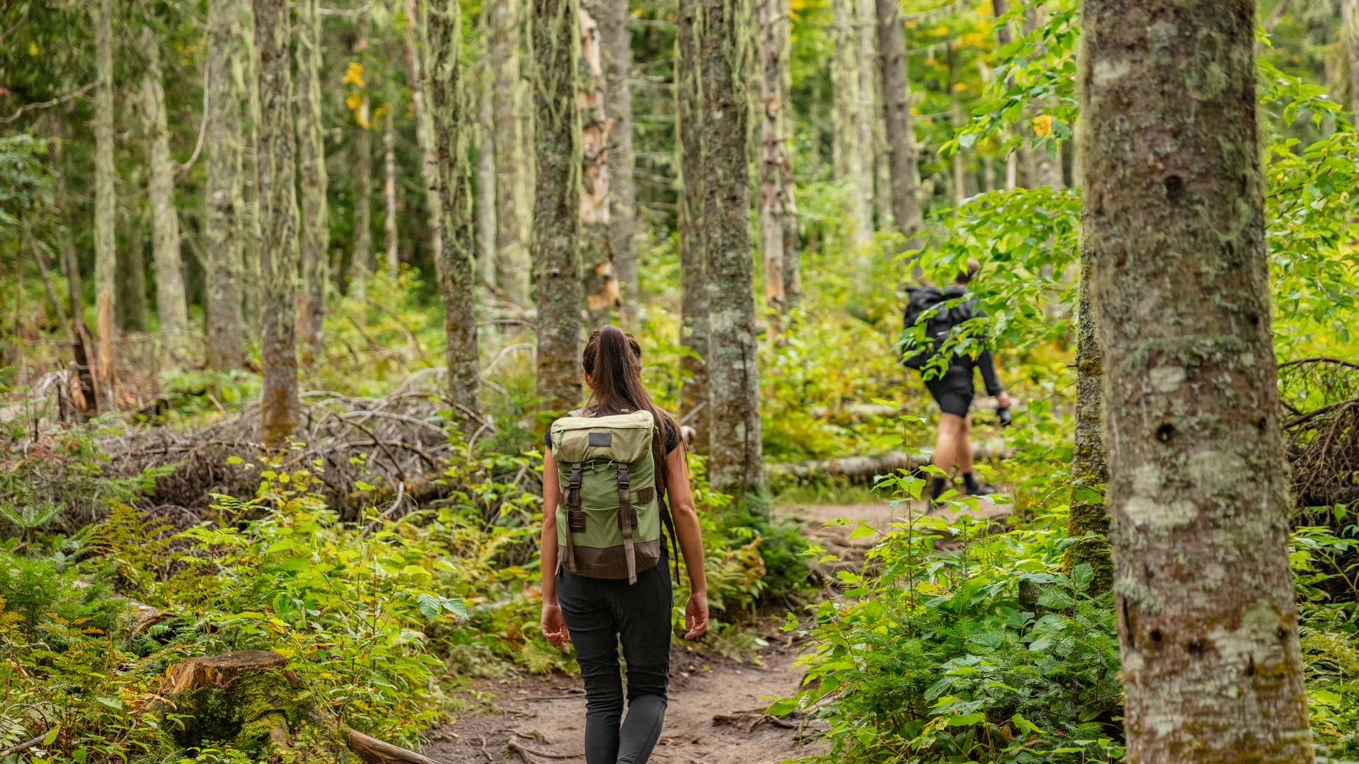 From Nevado De Toluca To Valle De Bravo Through The Forest