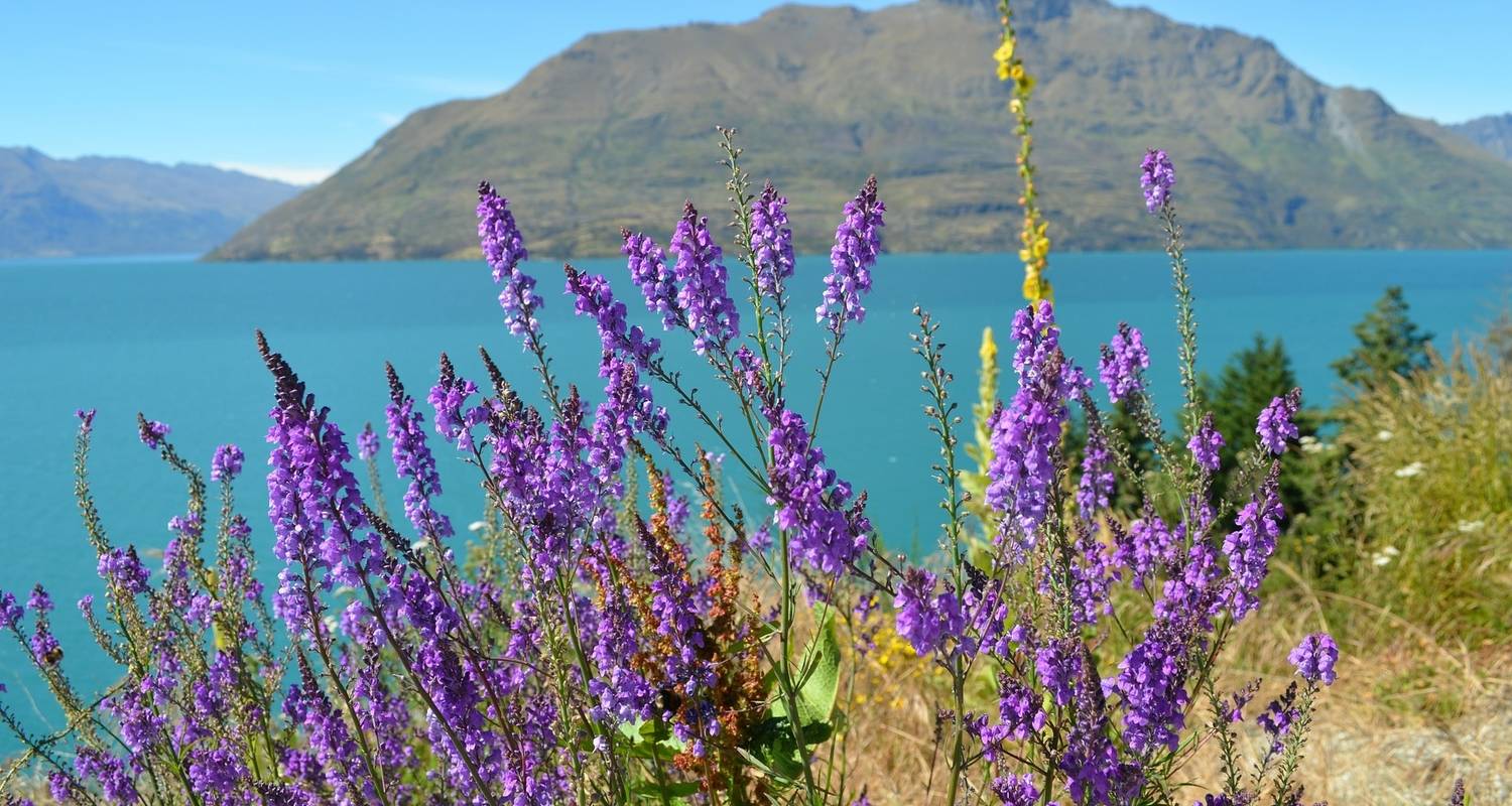 An adventure touring the most emblematic places in New Zealand Rhythm & Alps Festival (4 Days)