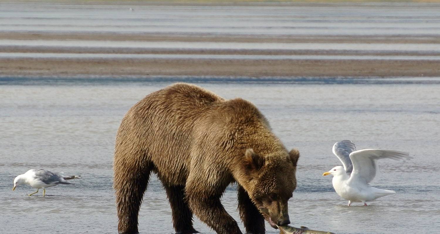13-Day Alaskan Highlight Lodging Adventure Tour