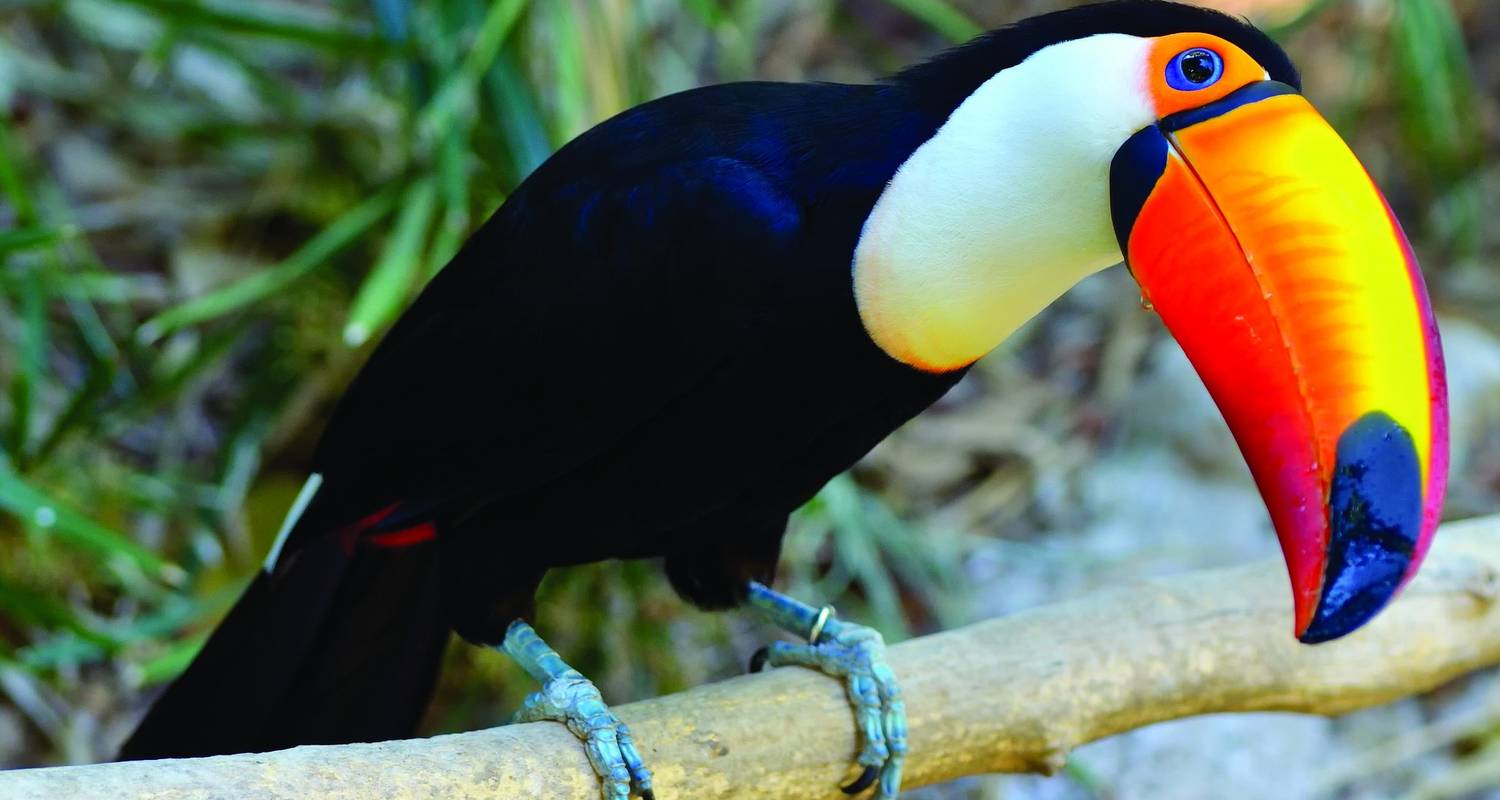 An adventure touring the most emblematic places in Costa Rica Costa Rica – Family Volunteer Adventure