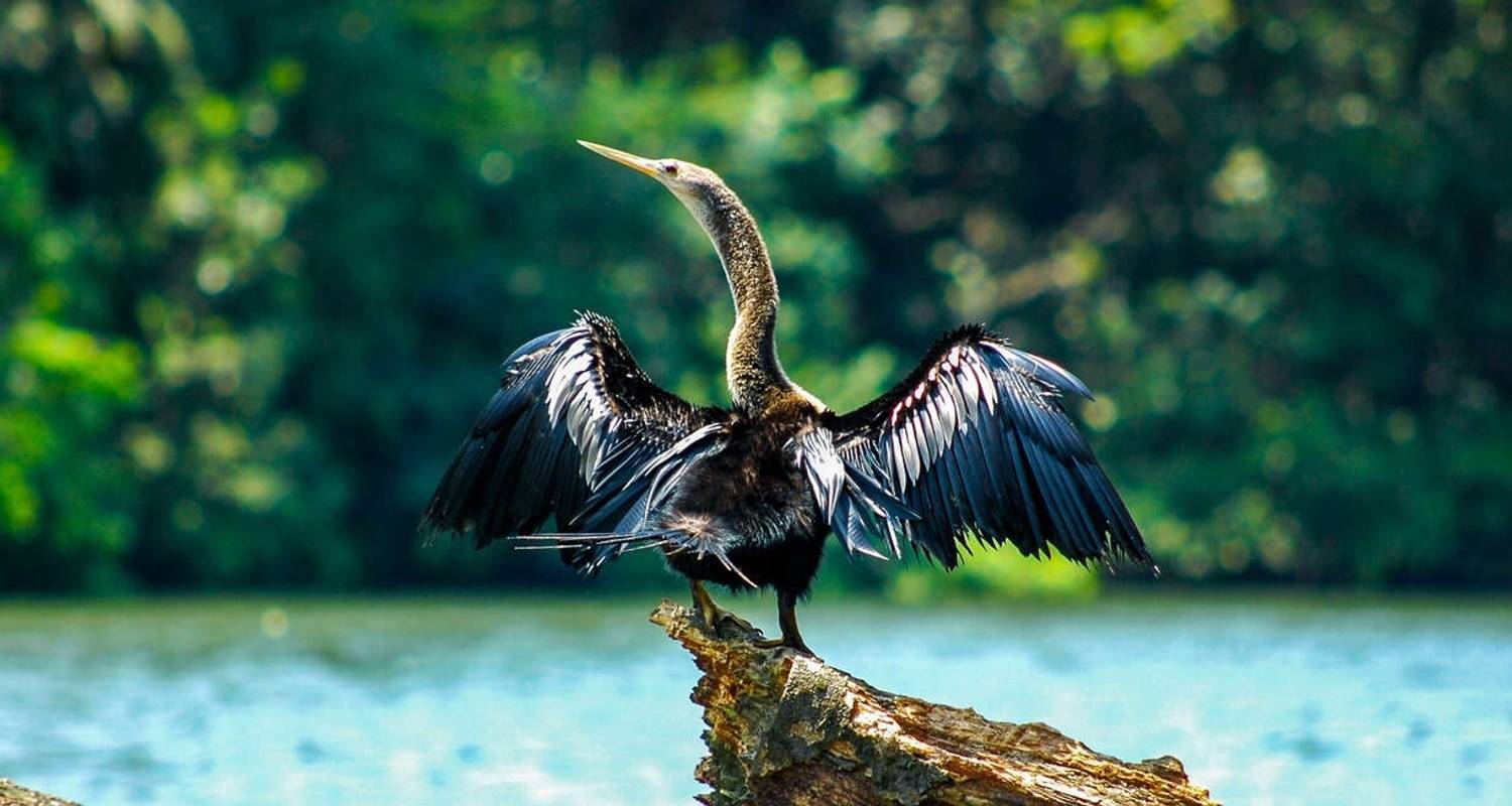 Upgraded - Costa Rica Wildlife