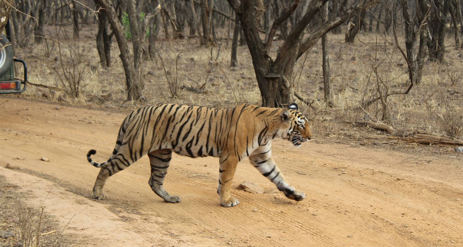 4-Day Golden Triangle With Ranthambore Tiger Safari Tour Fro