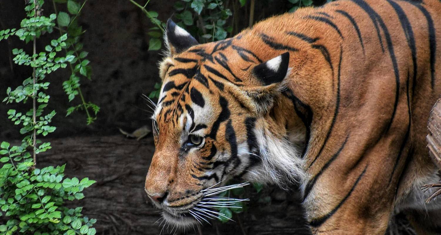 5 Days Golden Triangle Tour With Ranthambore (Private Jeep S