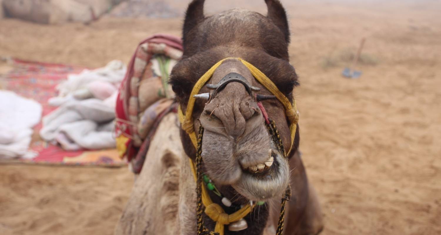 Golden Triangle Tour With Royal Castles And Tiger Safari
