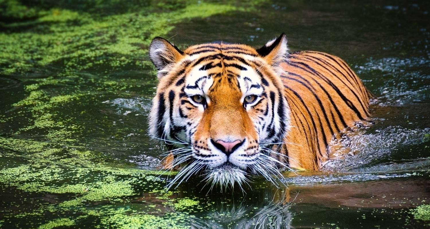 4 Days Golden Triangle Tour With Ranthambore From Delhi