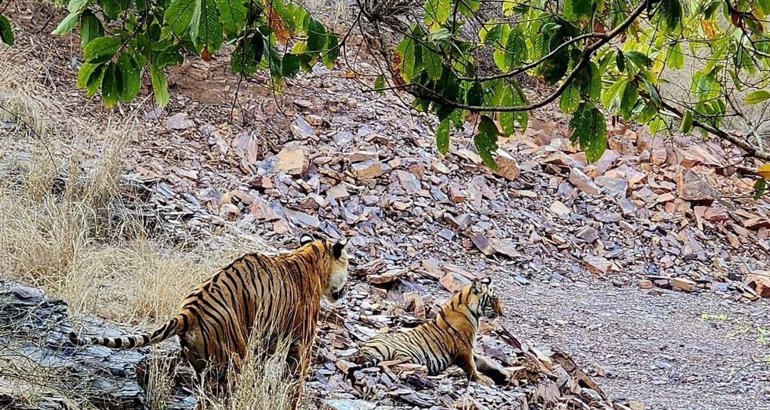 Luxury Taj And Tigers Tour