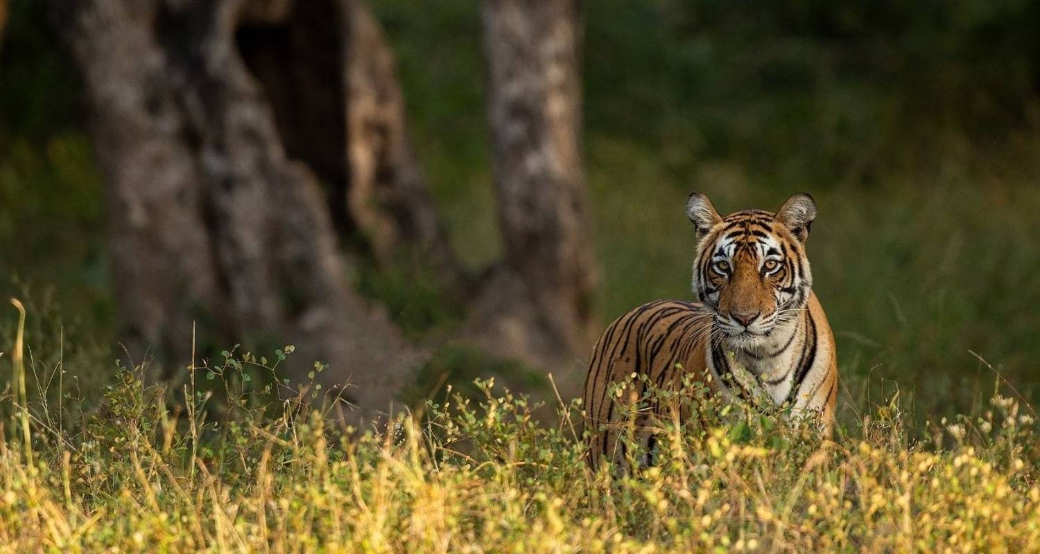 Adventurous Rajasthan Tour With Wildlife {Taj Mahal Sunset A