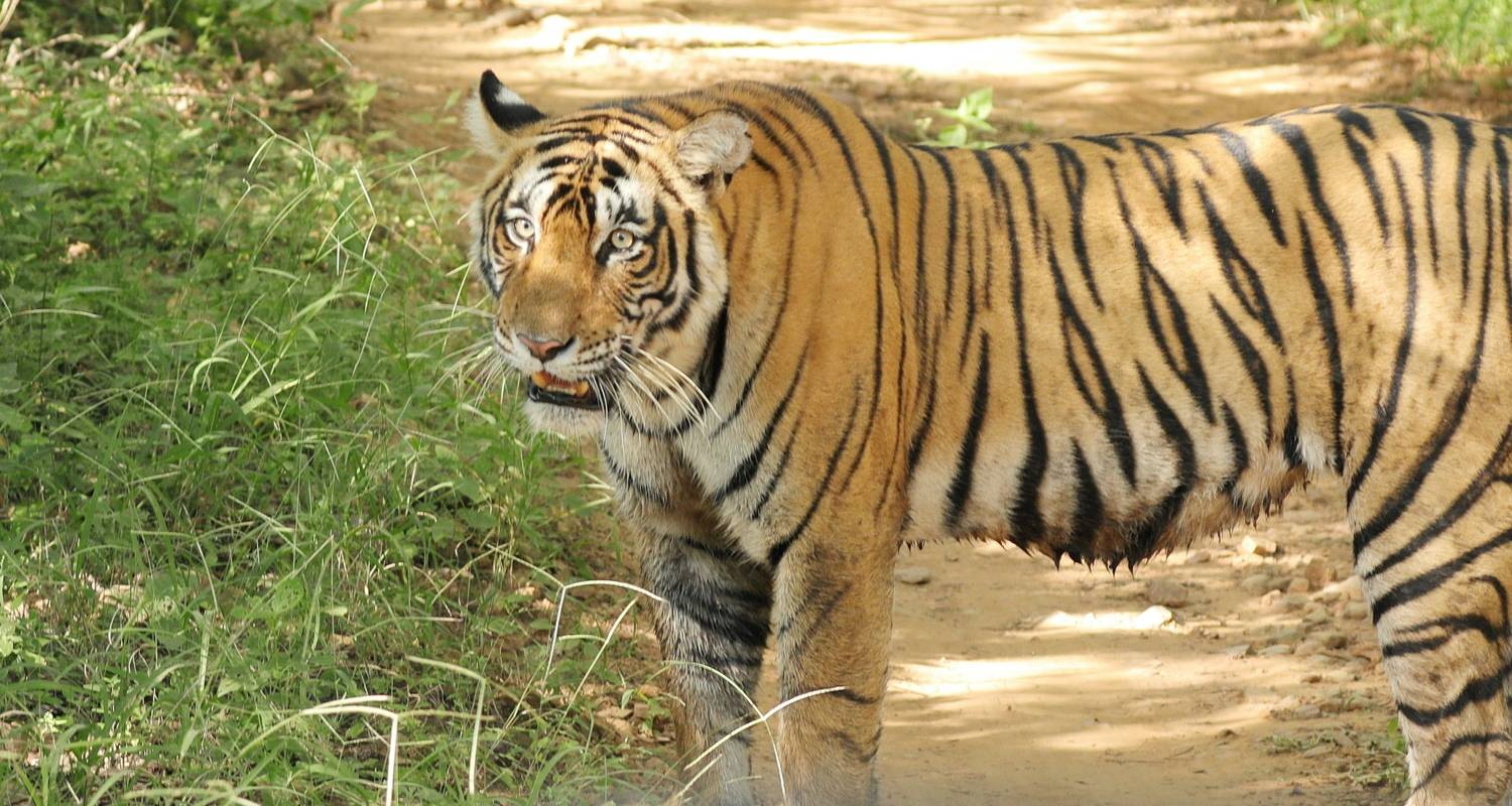 Golden Triangle With Tigers