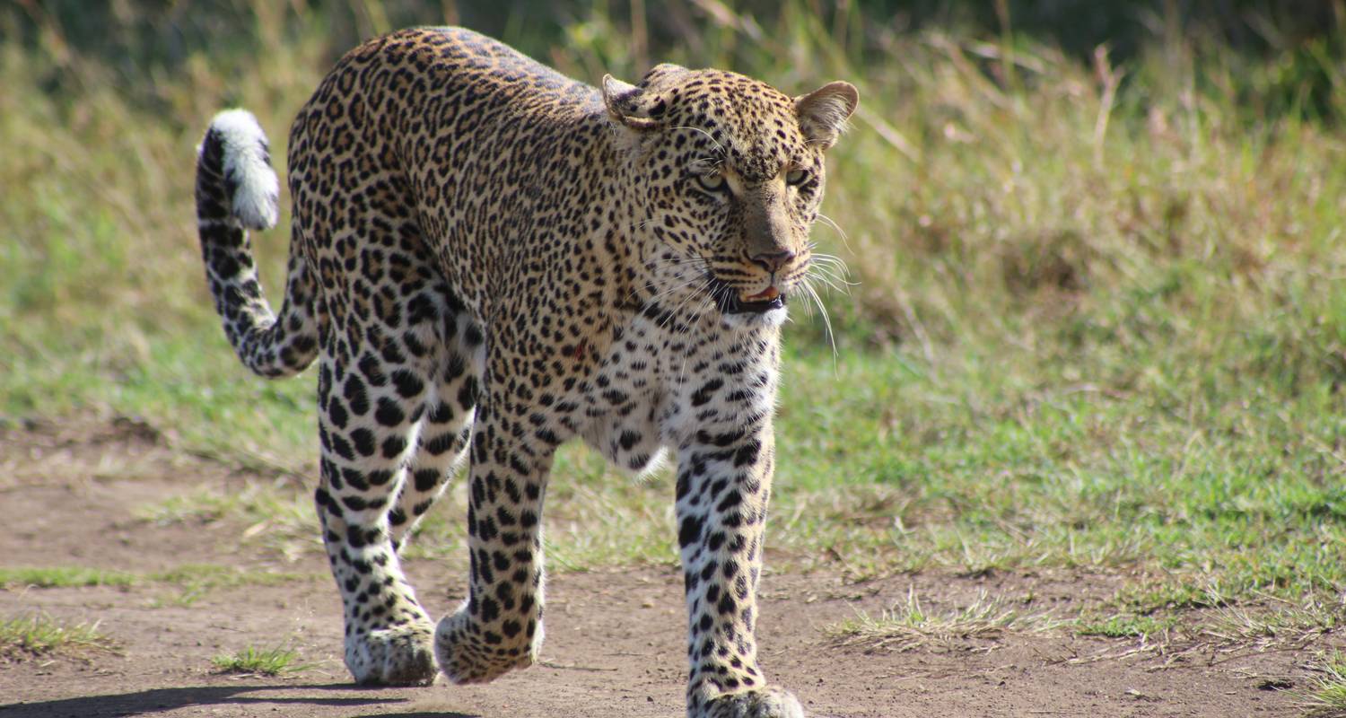 9-Day New York To Nairobi Safari
