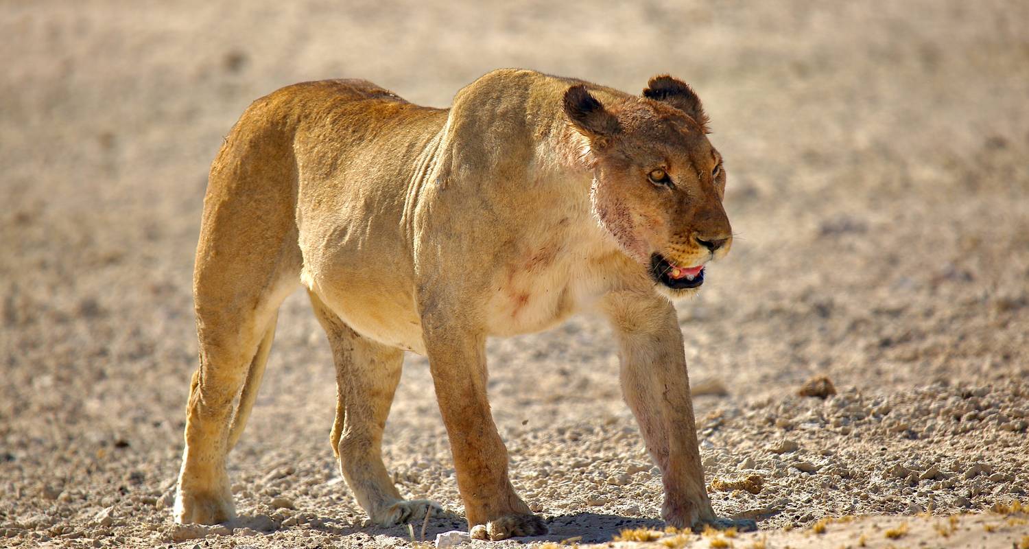 An adventure touring the most emblematic places in Namibia 6 Days Sossusvlei, Swakopmund And Etosha National Park Lodgi