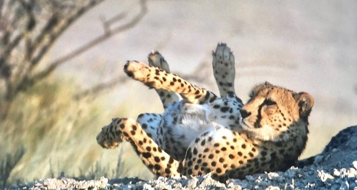An adventure touring the most emblematic places in Namibia 6 Days Explore Etosha, Swakopmund And Sossusvlei | Private G